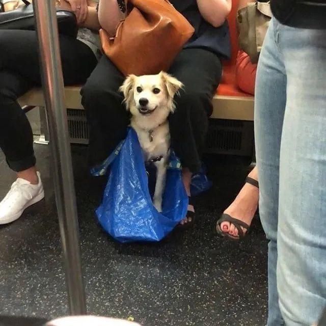  乘坐|美国人怎么喜欢带着宠物猫狗乘坐地铁？爱猫狗人士慎点