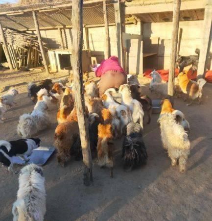  选择|看到别人把两只狗从车上扔掉，她选择这样做...