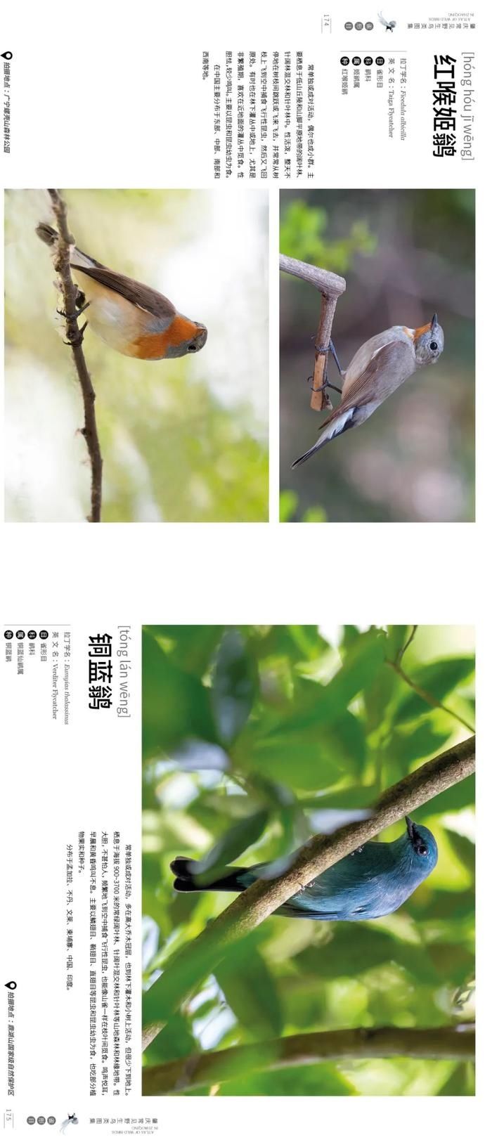 野生鸟类|艺术照曝光!肇庆竟藏有这么多野生“精灵”,很多没见过……