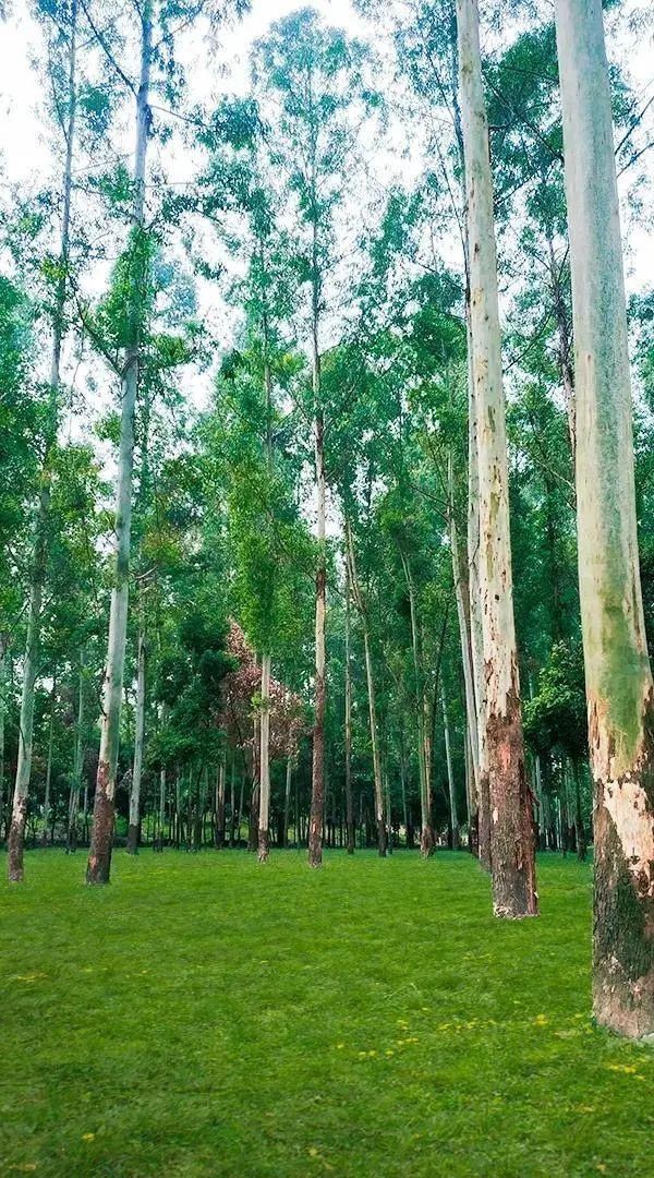 友好城市|青年友好城市营造 | 听说了吗?武侯区也能看极光啦