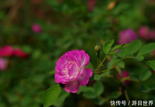 眷顾|10月开始，有贵人助力，喜事一桩又一桩，财神眷顾的四大生肖