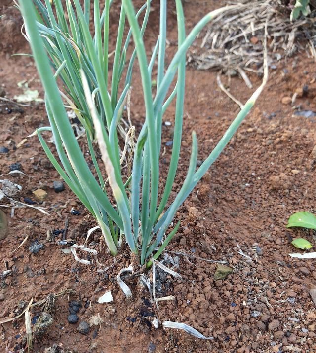  季节|农村种植小葱无需留种耕种，一次种植长期享用