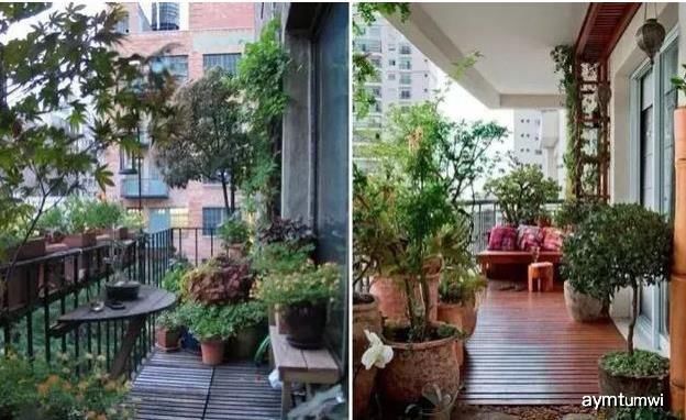  吃护|家里阳台种点“它”，是宝贝，驱蚊还能做菜，常吃护肝少感冒