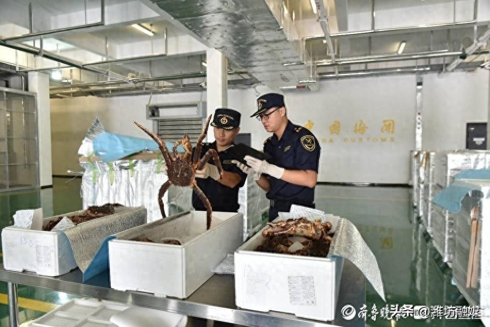 吃货们有福了~8吨俄罗斯产活帝王蟹飞抵！青岛机场首次大批量保障进口活帝王蟹