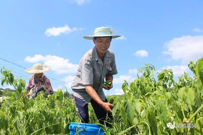 辣椒|蜂岩：1.5万亩辣椒喜获丰收