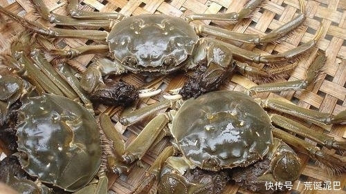 大闸蟹|金秋送爽,选螃蟹有技巧,看准这几点,个顶个的肥美多汁