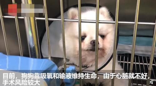 赵大肥博士|博士后公开支持准研究生虐狗?直指狗主是蛇蝎妇人:狗命值几个钱