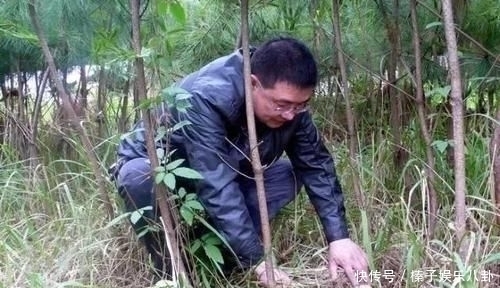 别错过|松树底下这种野味,人称“菌中王子”,蛋白质是牛奶6倍,别错过