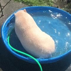 选中|央视搞选秀、信小呆转让锦鲤…被选中的都是“天选之子”吧！