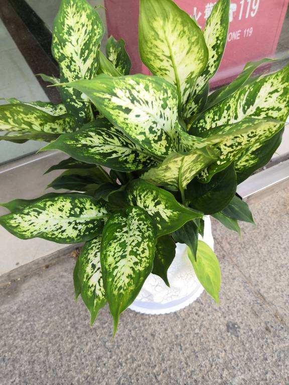 养耐|秋天光照不如夏天强，适合养耐阴花，叶子美得像油画