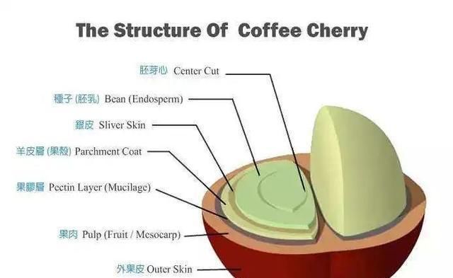 风味|详解咖啡豆水洗处理法 水洗处理咖啡豆烘焙 水洗处理咖啡冲煮