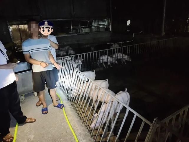  团伙|偷猪变抢猪，70头种猪连夜运走，这个盗窃团伙太嚣张了…