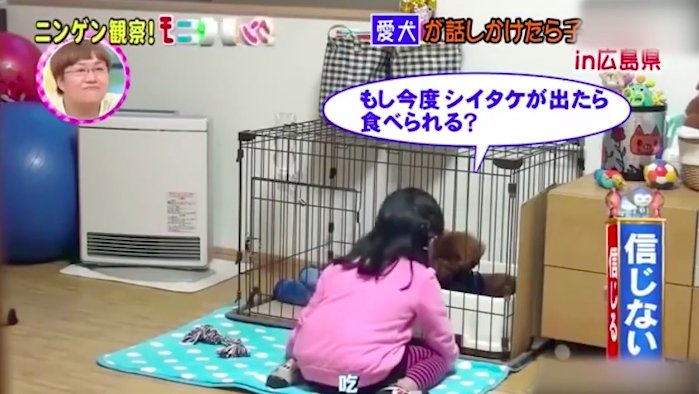 老婆|老婆变成了石原里美?脑洞和尺度齐飞,这档综艺想抄都抄不来