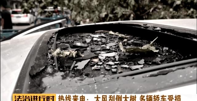  轿车|北京：小区突然刮大风，大树砸坏5辆轿车