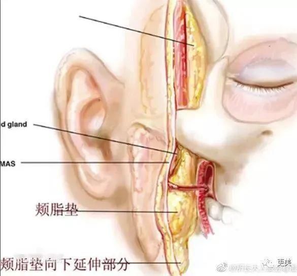  背靠|贵圈首个do成锥子脸的男星，背靠资本压番顶流小生，真宝藏