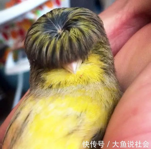 认知|男子参观朋友养的鸟,却发现鸟顶着一头假发,随后刷新了认知