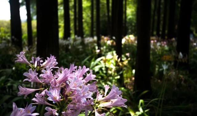  石蒜|申城公园石蒜花“乘风破浪”后，绽开笑颜进入花期