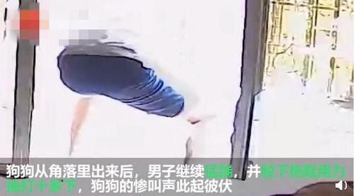 赵大肥博士|博士后公开支持准研究生虐狗?直指狗主是蛇蝎妇人:狗命值几个钱