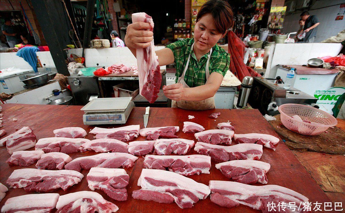 猪价涨势反扑，“金九”在即，猪肉又要高攀不起？8月28日猪价！