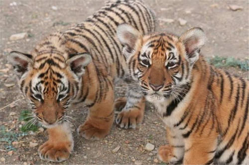  产仔|华南虎拯救计划：5只华南虎送非洲，产仔不到30只，如今何去何从