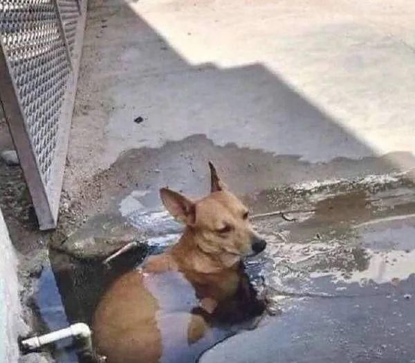  足够|狗狗的日常：只要心态足够好，哪里都是巴厘岛