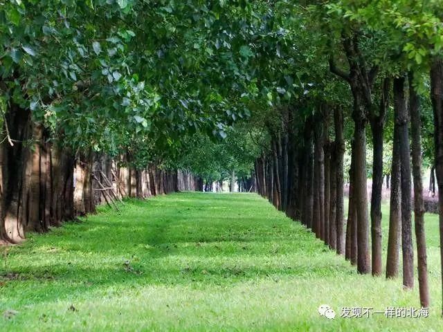 感觉|北海新发现:这个网红公园太漂亮了,感觉到了欧洲