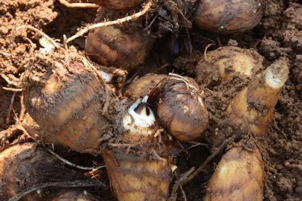  相差|经常吃芋头的人，请记得三种技巧，就不会买到品相差的