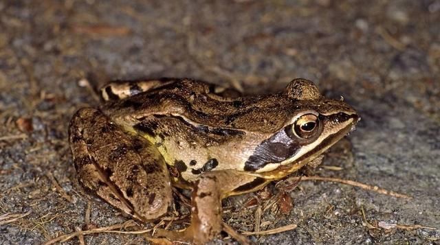 万年前|在地下20米的矿床发现一只青蛙, 竟是200万年前的活青蛙