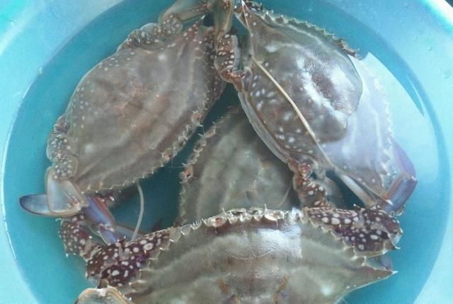  清蒸螃蟹|蒸螃蟹，直接上锅蒸就毁了，多做一步，螃蟹不流黄不掉腿，特鲜美