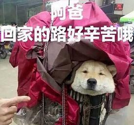  父母|父母开车走了，孩子被“丢”高速！