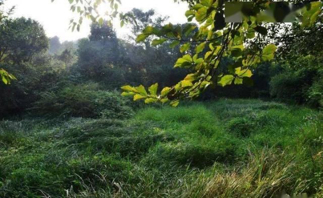 风林|风林：被盗的黄丕烈墓