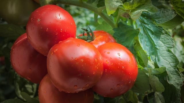  番茄|日光温室番茄栽培技术，及主要病虫害防治方法，菜农学到就是赚到