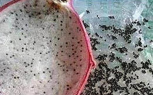 火龙果|人无聊至极是什么体验火龙果去籽,瓜子皮排队,看到鸡,厉害