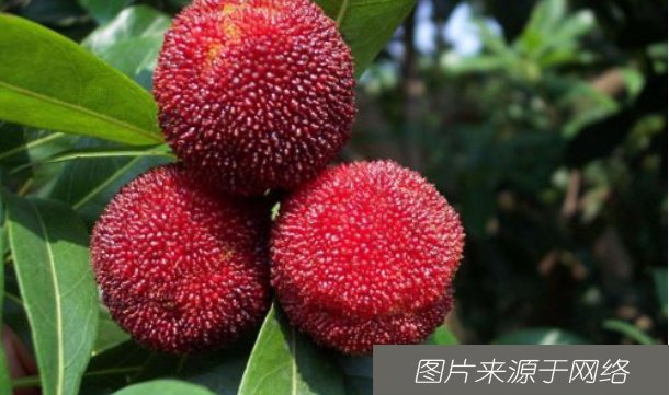 杨梅|别认为杨梅只是水果，其实它还是平复蚯蚓腿的中药!常吃好处多