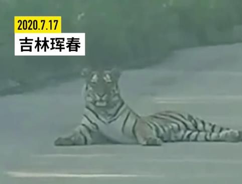  的哥|的哥开车竟路遇野生东北虎！头大如脸盆！对峙20分钟后…