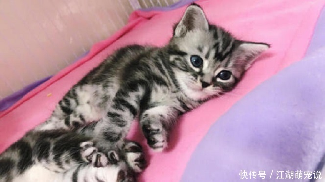 布偶|如果在布偶猫和美短猫之间选一个的话,我选择美短