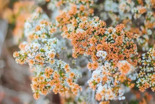  风景|塔斯马尼亚 | 世界尽头那颗绿色的心，是我念念不忘的风景