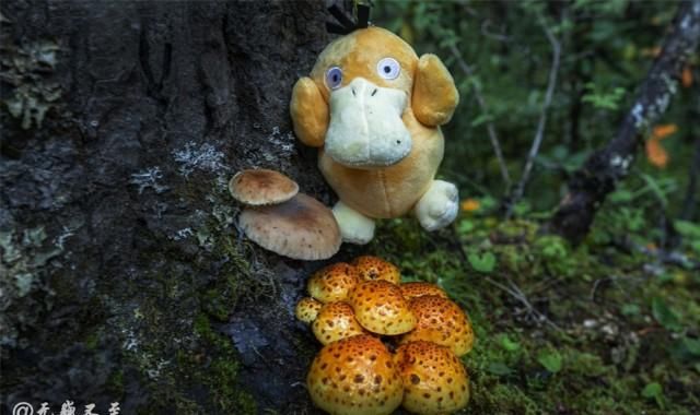 隐秘|彩云之南，梅里北坡，超级隐秘的世界级徒步线路