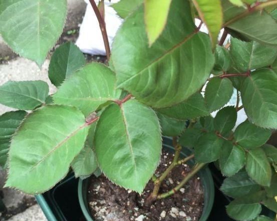  方法|无机肥用久了，土壤容易变“硬块”怎么办？教你3个“方法”解决