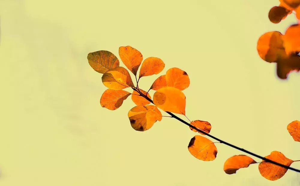 深处|秋深处,品味岁月的馨香