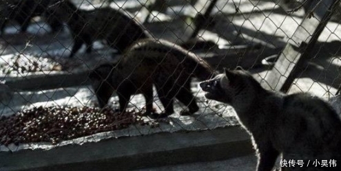 咖啡|深挖“猫屎咖啡”制作过程,网友:良心不会痛吗?