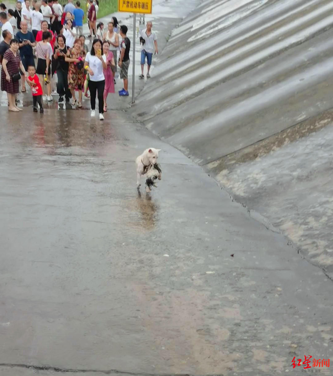  救回|母爱伟大！狗宝宝被困岷江洪水中 狗妈妈多次跳江拼命救回