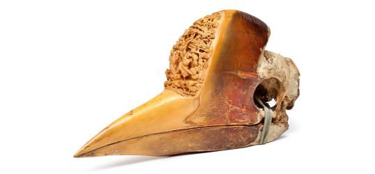  同名|明明和致命毒药鹤顶红同名，只因头骨比黄金还值钱，被人活活取骨