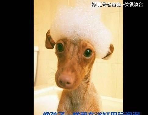 朋友|还记得昨晚你带回的朋友吗