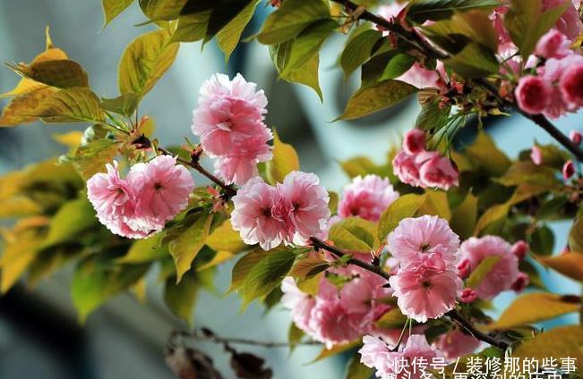 此花盛开时,满树缀花呈现出梦幻浪漫的