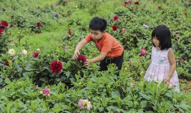  山镇|藏在宝山镇的美丽花园，不仅大丽花花开迷人眼，更有牡丹玉笑珠香