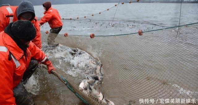 意外|美国亚洲鲤鱼泛滥，效仿中国查干湖冬捕方式，结果令人意外