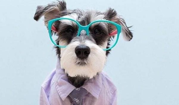  留心|狗狗人，您已走到人生十字路口，明天开始要“留心”了！