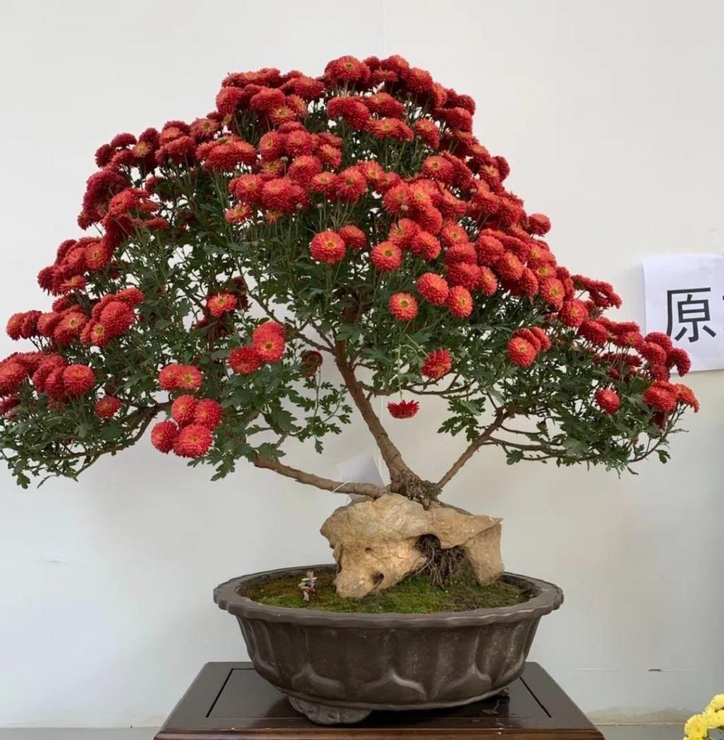 养成|最大的长寿老桩,7年时间,养成盆景!