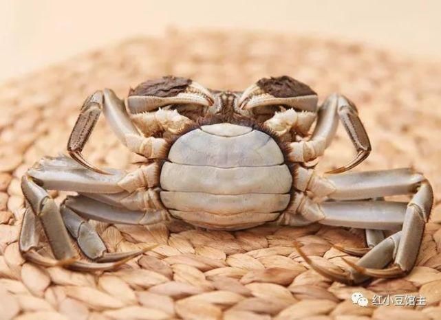 蟹黄|螃蟹怎么做最好吃?